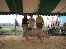 Reserve-Champion-Pig2