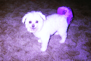 marshmellow with pink tail for breast cancer month