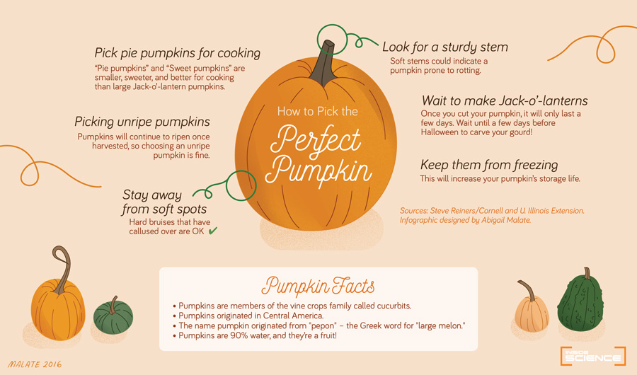 how to pick the perfect pumpkin?